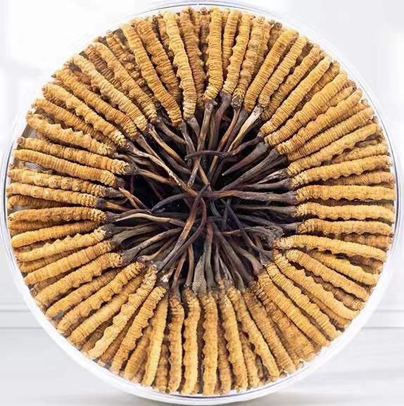 阿克苏冬虫夏草回收